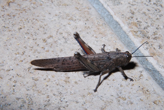 Cavalletta: Anacridium aegyptium